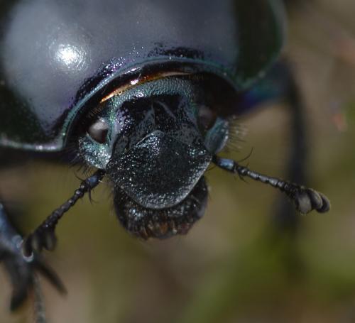 Réf. 225 603 : Trypocopris sp.